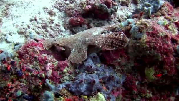 Ryby wędkarz zbliżenie makro wideo pod wodą na dnie morskim w Malediwy. — Wideo stockowe