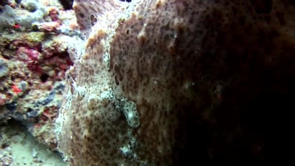 Fish angler closeup macro video underwater on seabed in Maldives. — Stock Video
