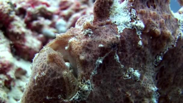 Ryby ďas detailní makro video pod vodou na mořském dně v Maledivách. — Stock video