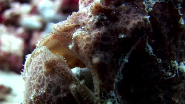 Vis visser close-up macro video onderwater op de zeebodem in de Maldiven. — Stockvideo