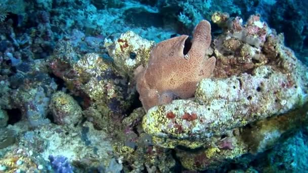 Ryby ďas detailní makro video pod vodou na mořském dně v Maledivách. — Stock video