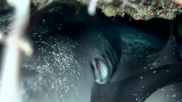 Καρχαρία υφάλου υποβρύχια σε φόντο εκπληκτικό κοράλλια βυθό ΜΑΛΔΙΒΕΣ. — Αρχείο Βίντεο