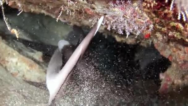 Requin de récif sous-marin sur fond de corail étonnant dans les fonds marins Maldives . — Video