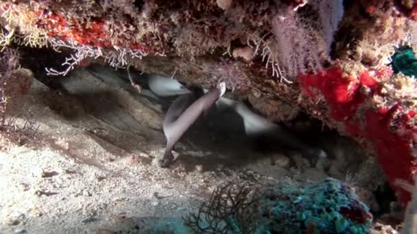 Tiburón de arrecife bajo el agua en el fondo de un coral increíble en el fondo marino Maldivas . — Vídeos de Stock