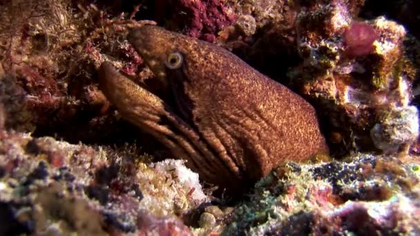 Enguia moray subaquática no fundo do mar em Maldivas . — Vídeo de Stock