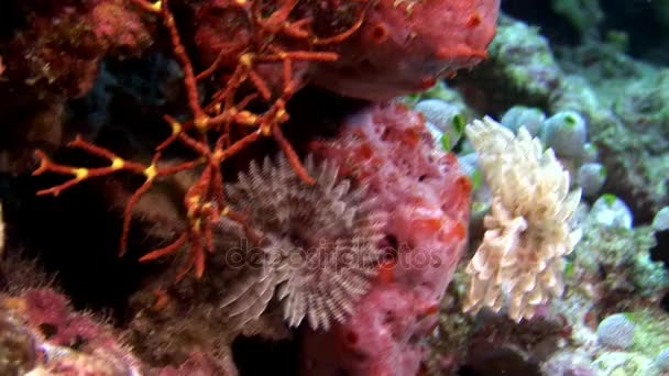 Ascidia under vattnet på bakgrund av havsbotten i Maldiverna. — Stockvideo