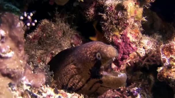 Moray anguille sous-marine sur les fonds marins aux Maldives . — Video