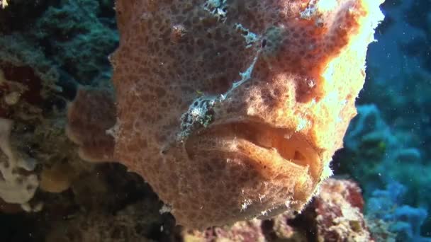 Makro-Video unter Wasser auf dem Meeresboden der Malediven. — Stockvideo