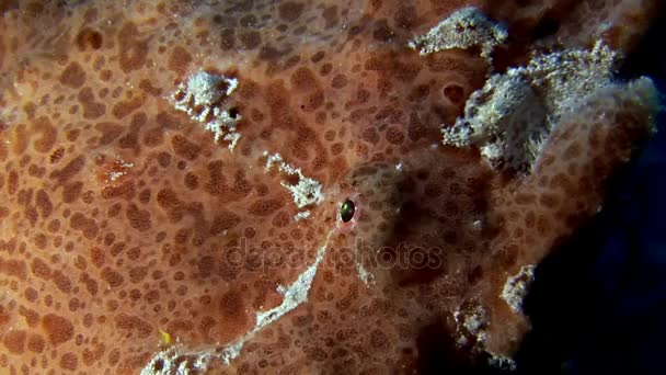 Vis visser close-up macro video onderwater op de zeebodem in de Maldiven. — Stockvideo