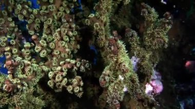 Maldivler mavi deniz dibinin arka plan üzerinde yumuşak mercan sualtı.