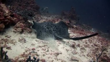 Manta ray rampa balık suyun altında Maldivler muhteşem deniz dibinin arka plan üzerinde.