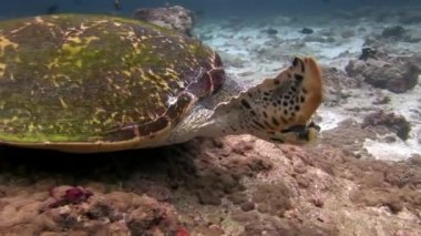 Maldivler sualtı temiz temizlemek dibinin üzerinde yeşil deniz kaplumbağası.
