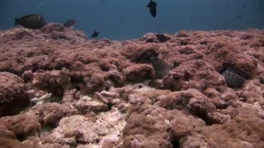 Müren balığı su altında Maldivler deniz yatağı üzerinde.