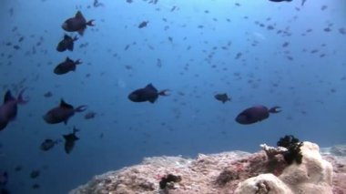 Yansıma güneş deniz dibinin Maldivler arka plan üzerinde su altında balık sürüsü.