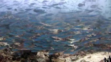 Yansıma güneş deniz dibinin Maldivler arka plan üzerinde su altında balık sürüsü.