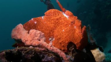Balık fener closeup makro videoda sualtı deniz dibinin Maldivler.