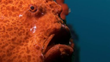 Balık fener closeup makro videoda sualtı deniz dibinin Maldivler.