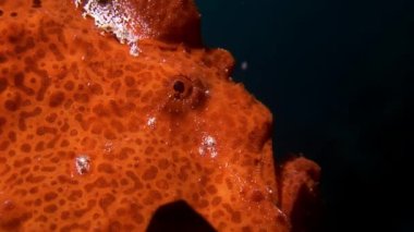 Balık fener closeup makro videoda sualtı deniz dibinin Maldivler.