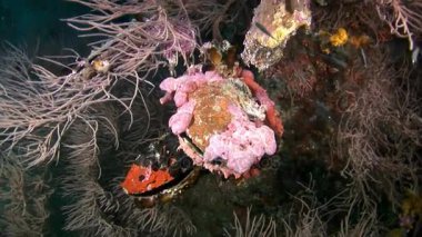 Doğal deniz akvaryumunun arka planında sıradışı bir deniz yatağı var..