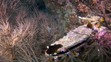 Doğal deniz akvaryumunun arka planında sıradışı bir deniz yatağı var..