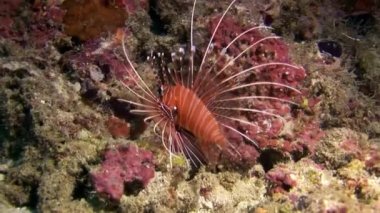 İskorpit lionfish kırmızı sualtı deniz dibinin Maldivler arka plan üzerinde.