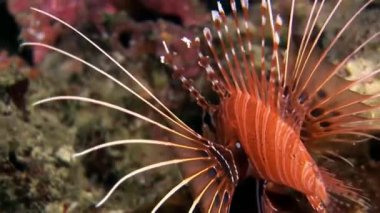 İskorpit lionfish kırmızı sualtı deniz dibinin Maldivler arka plan üzerinde.
