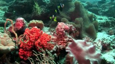 Anemon actinia ve parlak turuncu palyaço balık Maldivler sualtı deniz yatağı üzerinde.