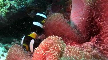 Anemon actinia ve parlak turuncu palyaço balık Maldivler sualtı deniz yatağı üzerinde.