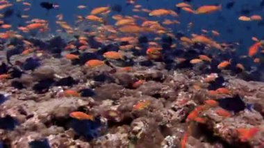 Maldivler muhteşem deniz dibinin arka plan üzerinde su altında balık sürüsü.