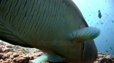 Napoleon balık wrasse closeup makro videoda sualtı deniz dibinin.