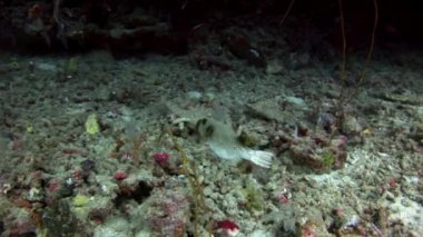 Maldivler muhteşem deniz dibinin arka plan üzerinde pufferfish sualtı.