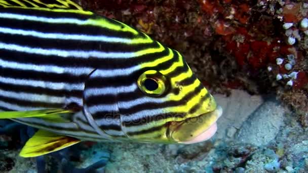 Pescado a rayas gruñón urogallo bajo el agua sobre el fondo del fondo marino en Maldivas . — Vídeos de Stock