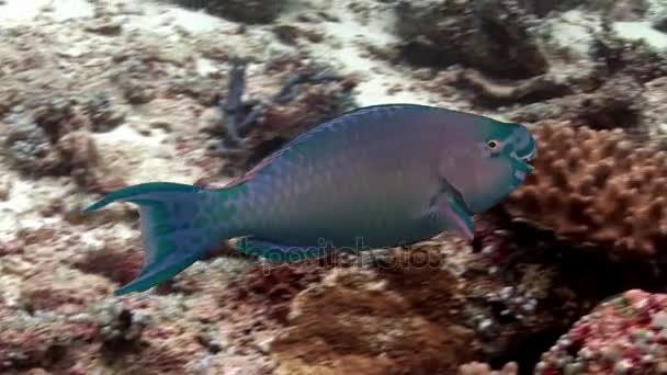 Papegaaivis eet koralen onderwater op achtergrond van verbazingwekkende zeebodem in Maldiven. — Stockvideo