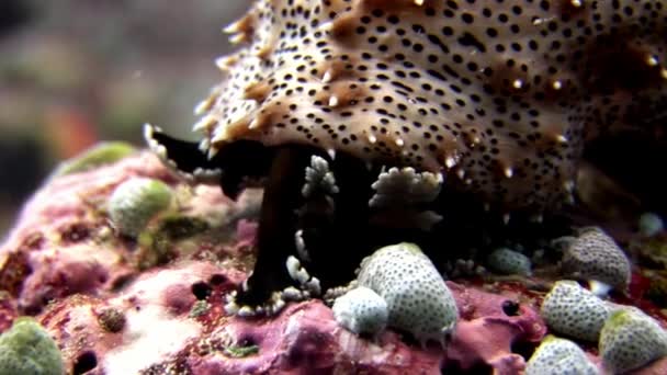 Sea cucumber underwater on background of amazing seabed in Maldives. — Stock Video