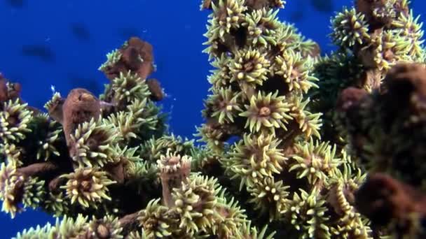 Corales blandos bajo el agua sobre fondo de fondo azul marino en Maldivas . — Vídeos de Stock