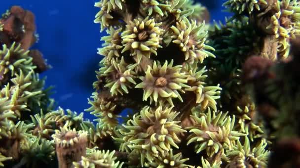 Lágy korallok víz alatti, háttérben a kék tengerfenék Maldív-szigetek. — Stock videók