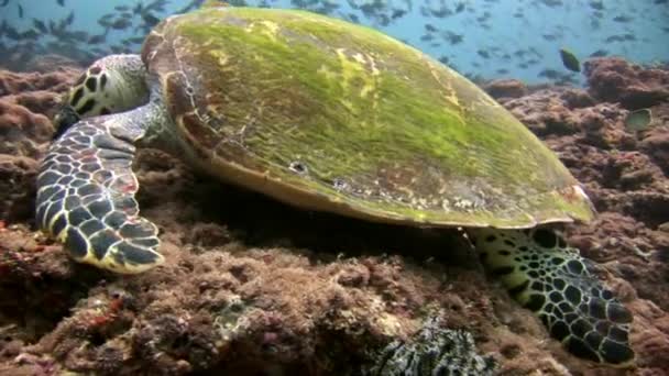 Tortue marine verte sur un fond marin propre et limpide aux Maldives . — Video