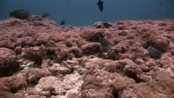 Морейский угорь под водой на морском дне Мальдив . — стоковое видео