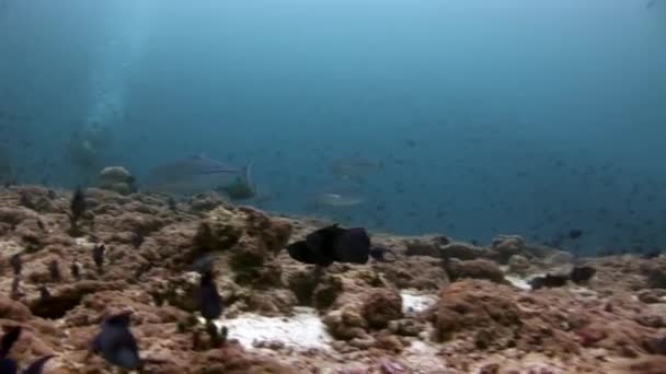 Big eye Trevallies fish tuna wrasse and divers underwater on seabed. — Stock Video