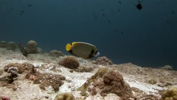 Zeeschildpad en duikers op schoon duidelijke zeebodem onderwater in de Maldiven. — Stockvideo