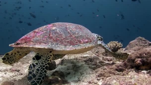 Meeresschildkröte und Taucher auf sauberem, klarem Meeresboden auf den Malediven. — Stockvideo