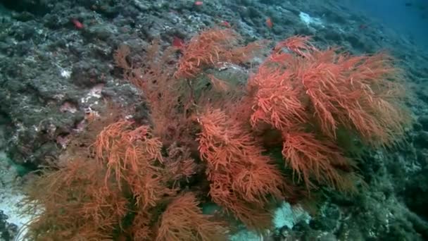 Escuela de peces bajo el agua sobre fondo de reflexión del lecho marino en Maldivas . — Vídeos de Stock