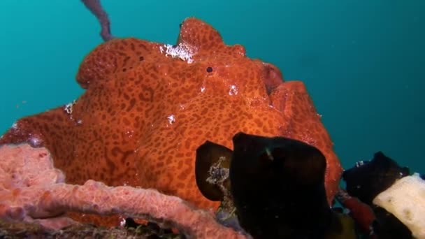 Pesca pescador primer plano macro video bajo el agua en el fondo del mar en Maldivas . — Vídeo de stock