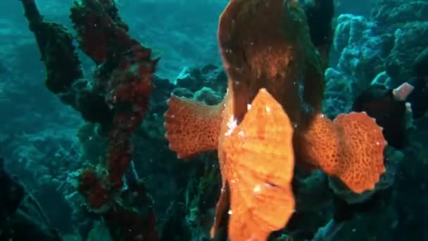 Pesce pescatore primo piano macro video subacqueo sui fondali delle Maldive . — Video Stock