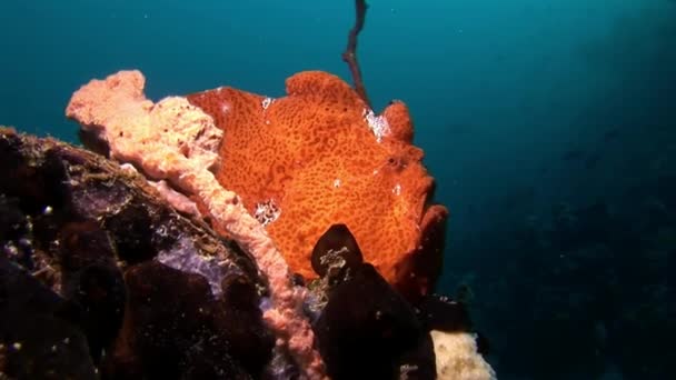 Pesce pescatore primo piano macro video subacqueo sui fondali delle Maldive . — Video Stock