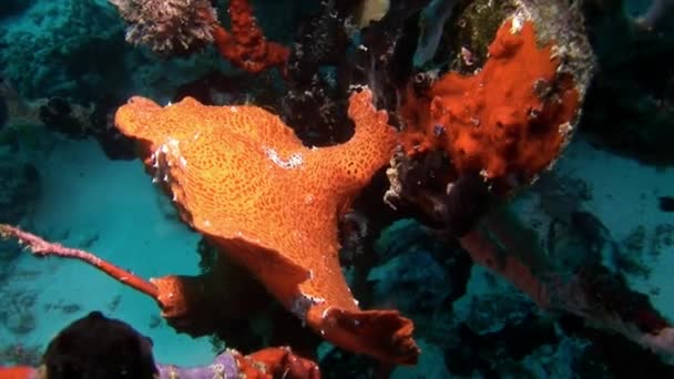 Fish angler underwater on background of reflection sun seabed in Maldives. — Stock Video