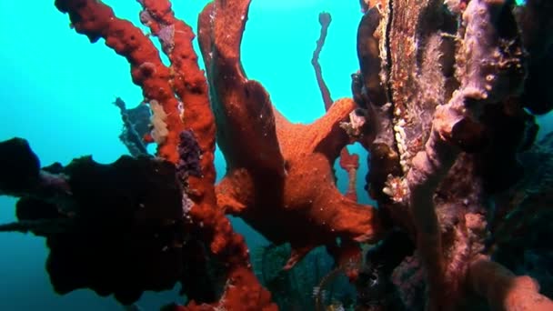 Pêcheur sous-marin sur fond de reflet des fonds marins aux Maldives . — Video