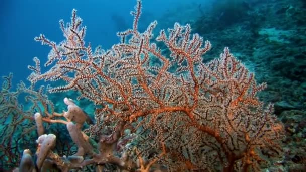 Fonds marins uniques inhabituels sur fond de paysage d'aquarium marin naturel. — Video