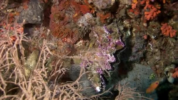 Ungewöhnliche einzigartige Meeresboden vor dem Hintergrund der Landschaft des natürlichen Meeraquariums. — Stockvideo