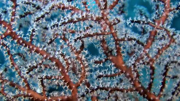 Ungewöhnliche einzigartige Meeresboden vor dem Hintergrund der Landschaft des natürlichen Meeraquariums. — Stockvideo